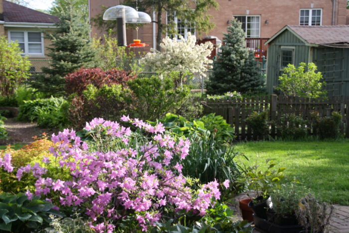 wide view of the garden with pink flowering shrub in the foreground