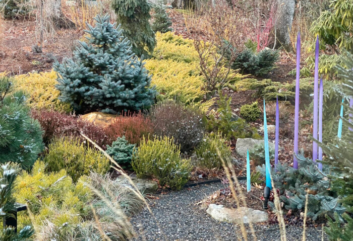 garden bed with colorful conifers and evergreens in winter