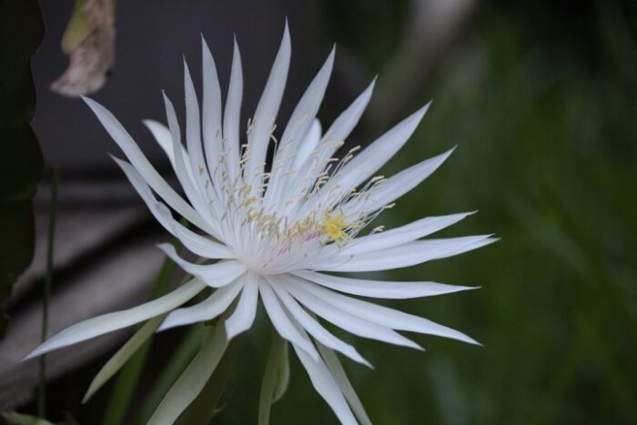 close up of white flower with skinny petals