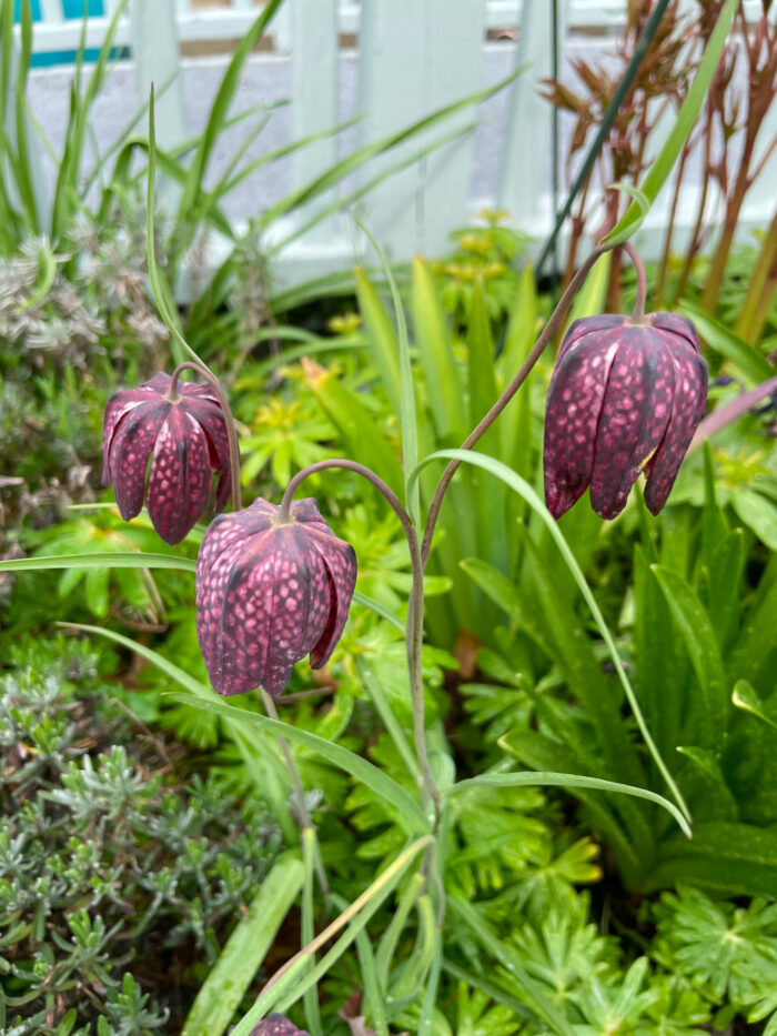 close up of Fritillaria flowers