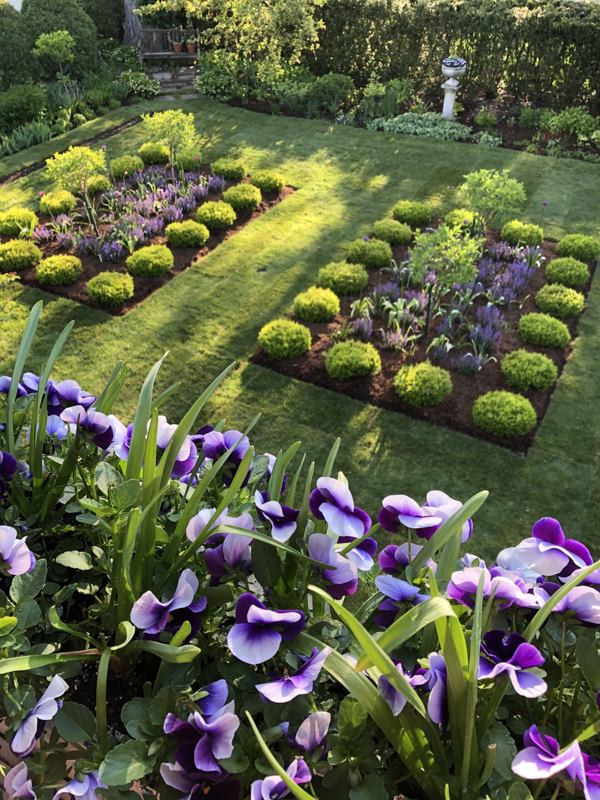 Cat's Pajamas Nepeta--an amazing plant for landscapes! 