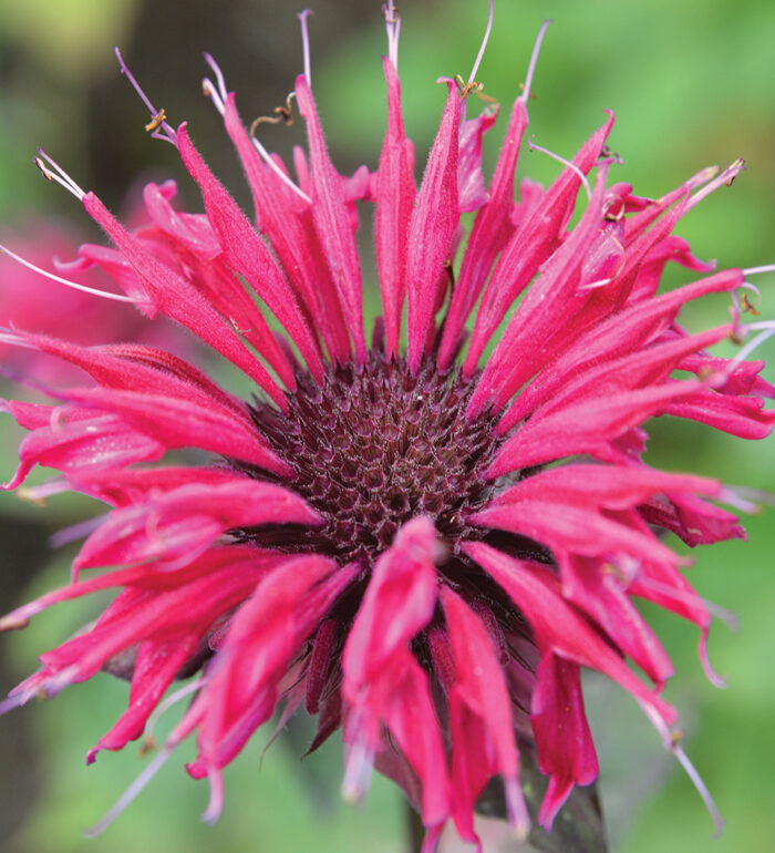 disease-resistant bee balm