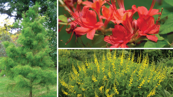 southern native plants