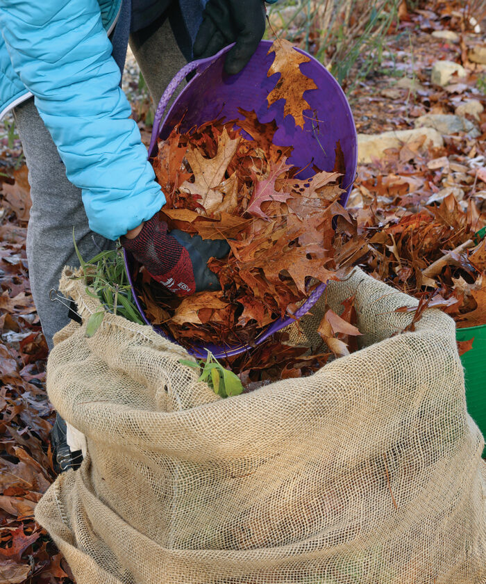 covering a plant in fallen leaves