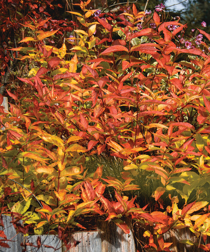 ShadeLoving Shrubs for the Midwest Fine Gardening