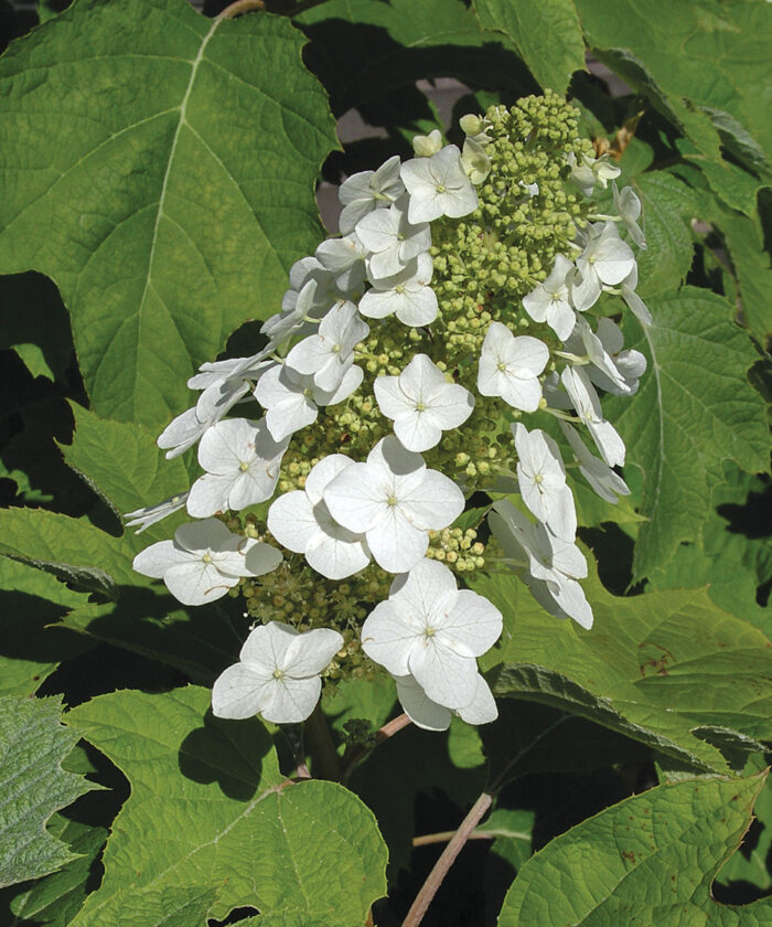 ShadeLoving Shrubs for the Midwest Fine Gardening