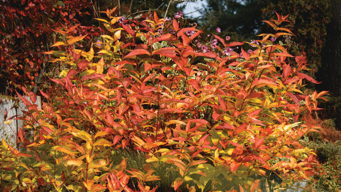 shrubs for shade in the midwest