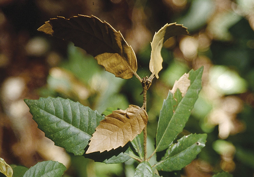 sudden oak death bleeding