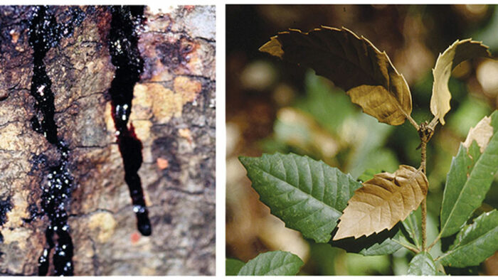 How to Identify and Treat Sudden Oak Death