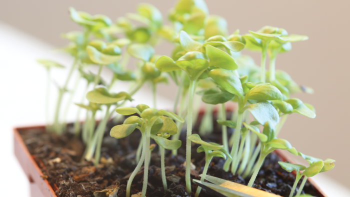 growing herbs inside