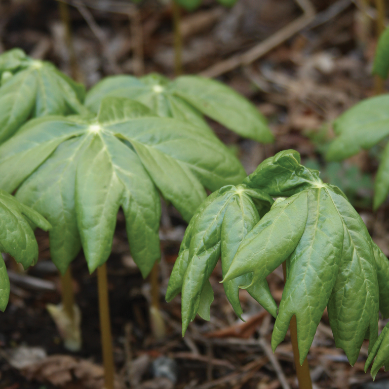 New Hardy Shade Plants to Grow Instead of the Usual Suspects Fine
