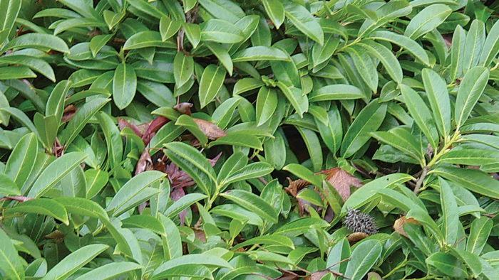 ‘Mt. Vernon’ dwarf English laurel