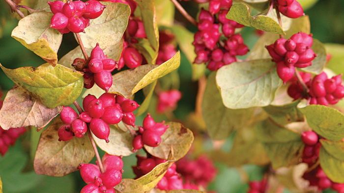 CORALBERRY