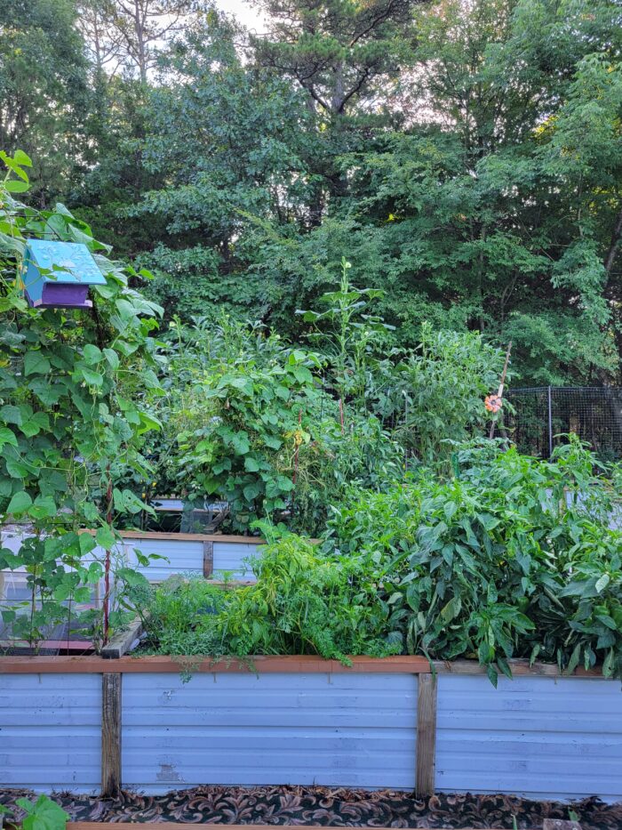 close up of a row of raised garden beds