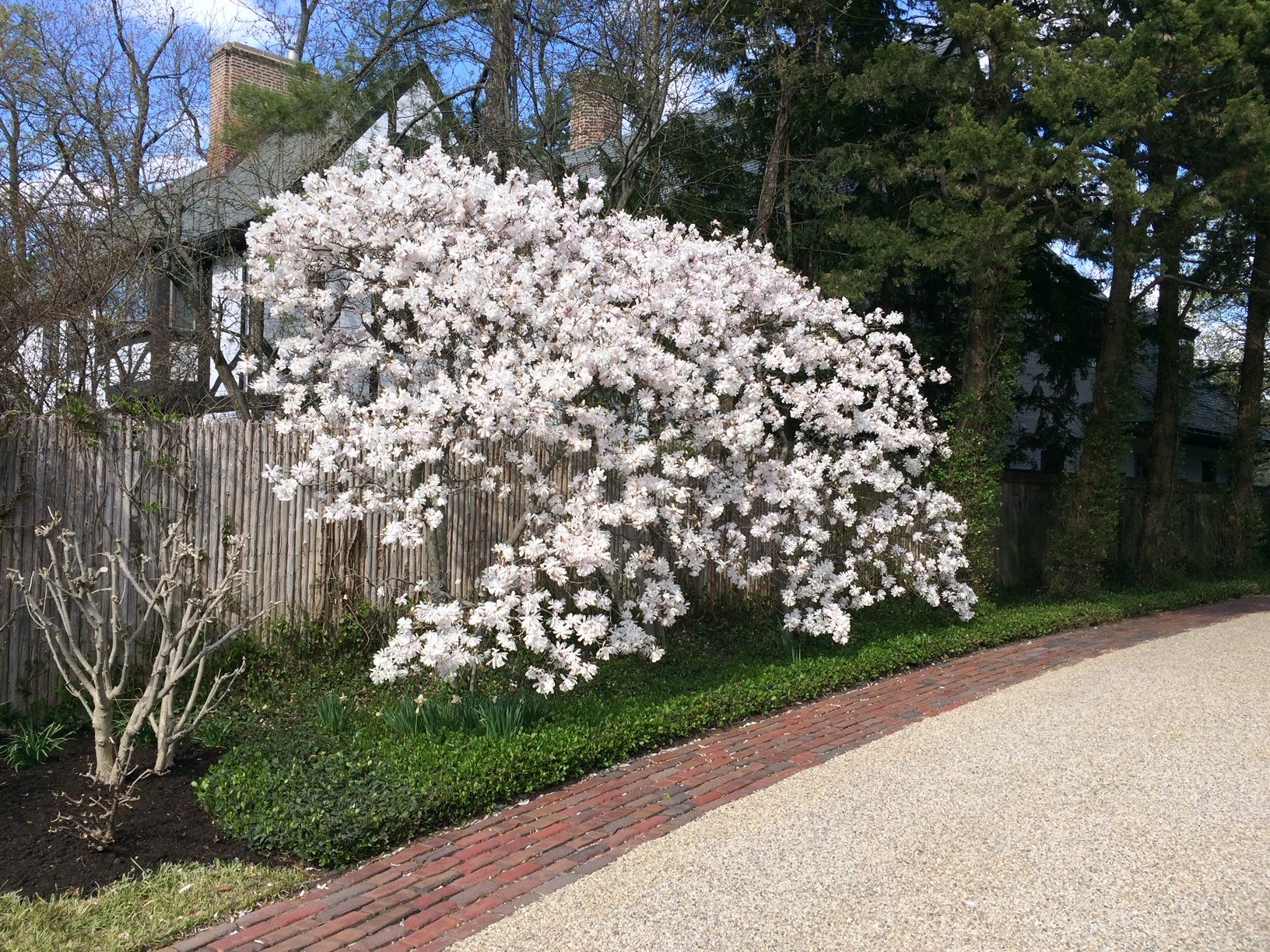 Not Your Ordinary White Flowers - FineGardening