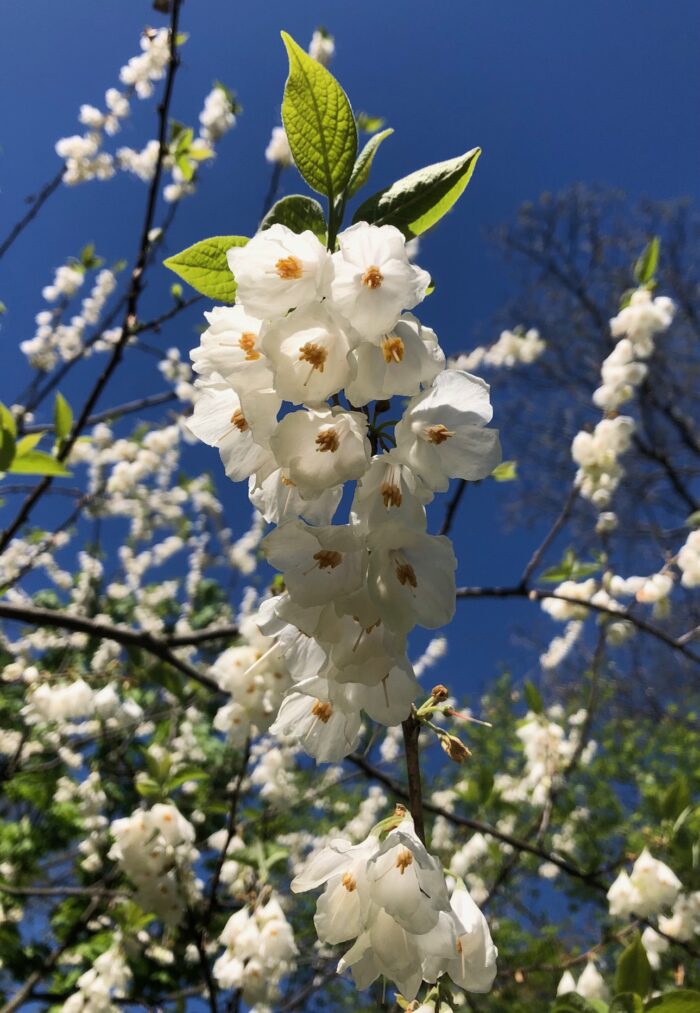 close up of a small tree with white flowers