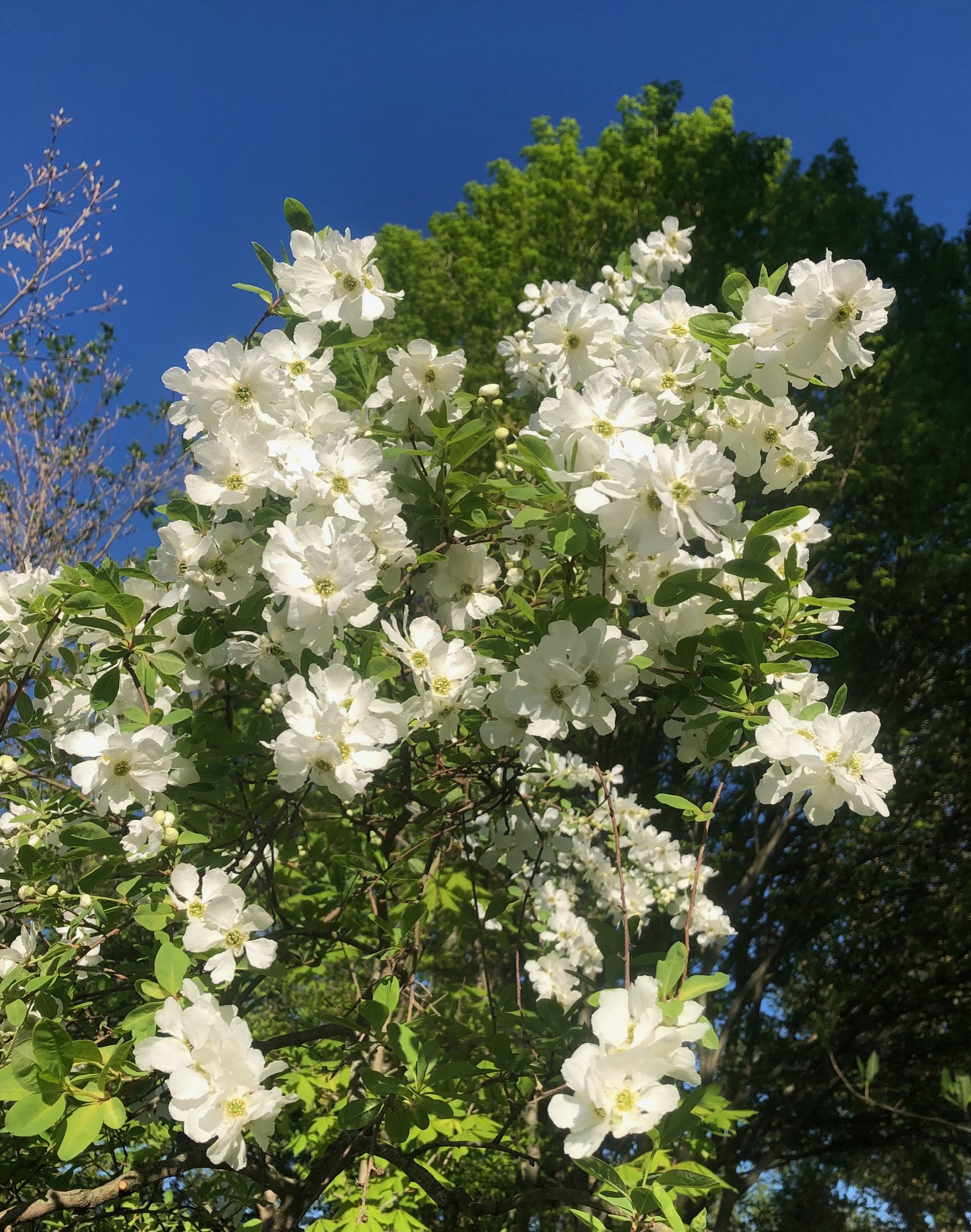 Not Your Ordinary White Flowers - FineGardening