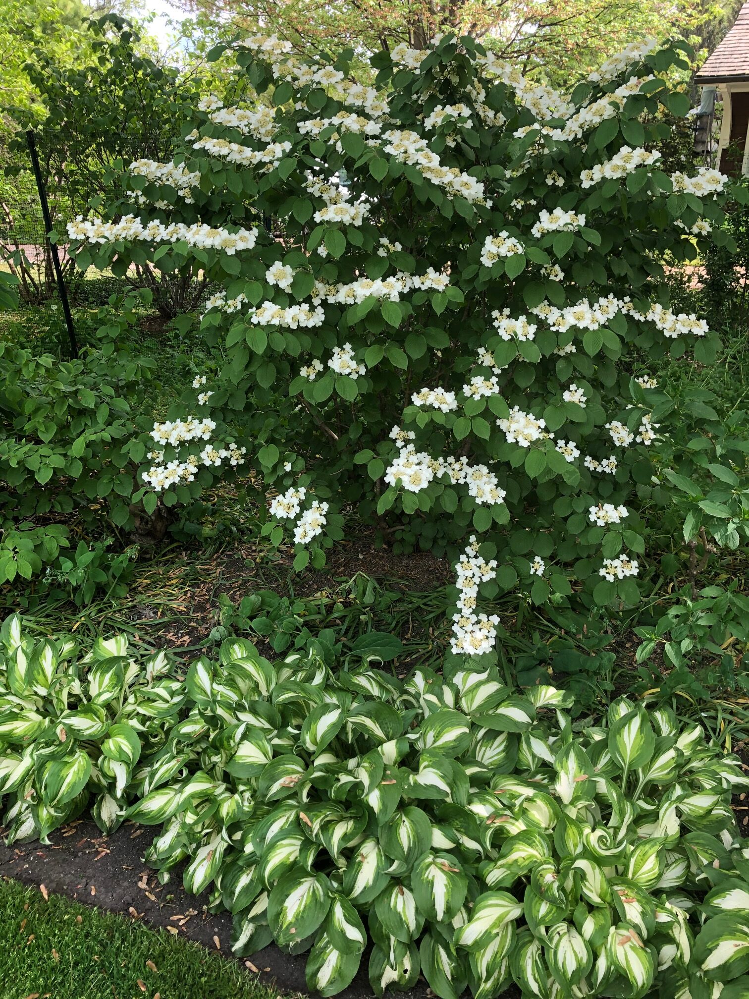 Not Your Ordinary White Flowers - FineGardening