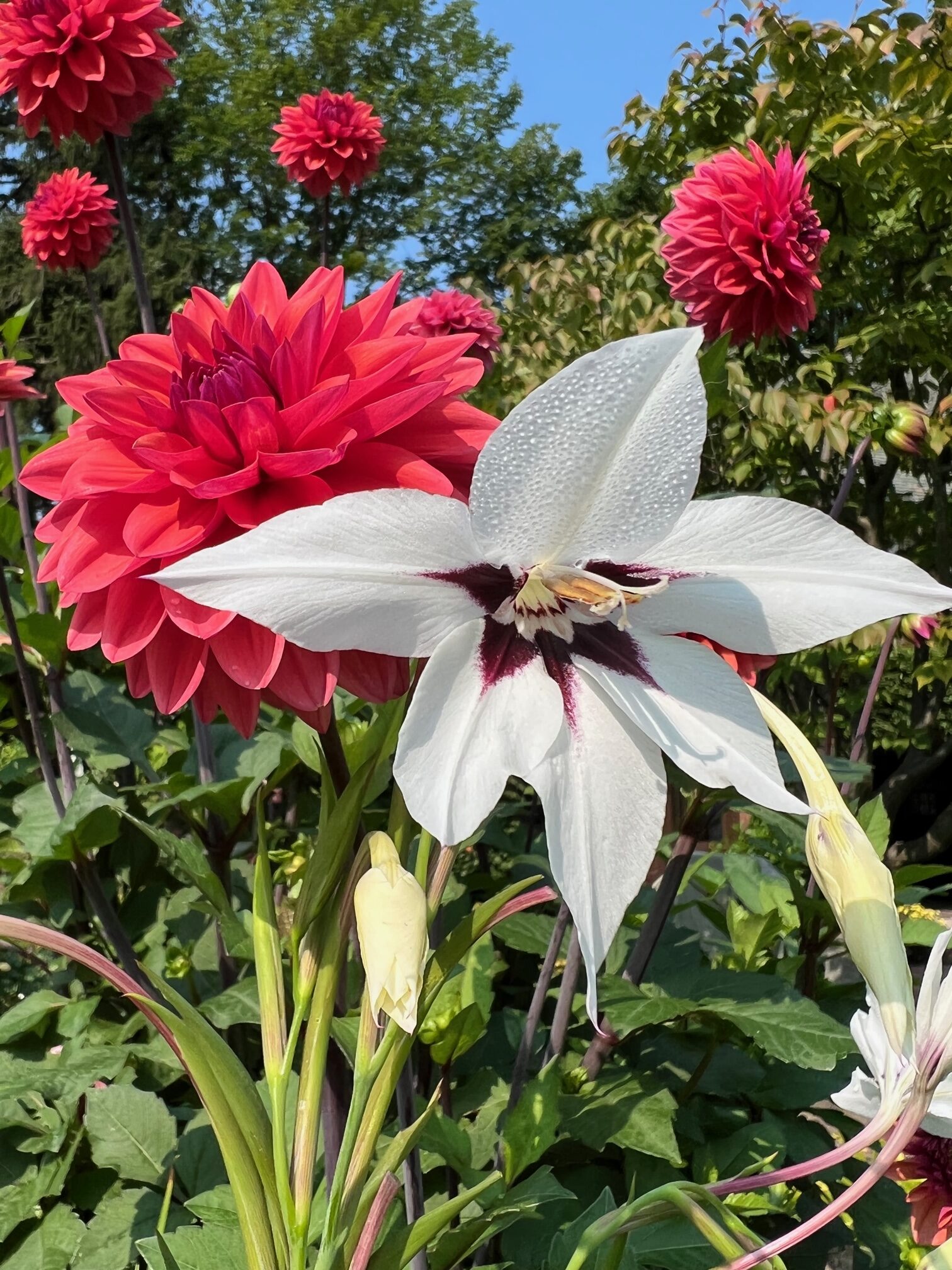 Not Your Ordinary White Flowers - FineGardening