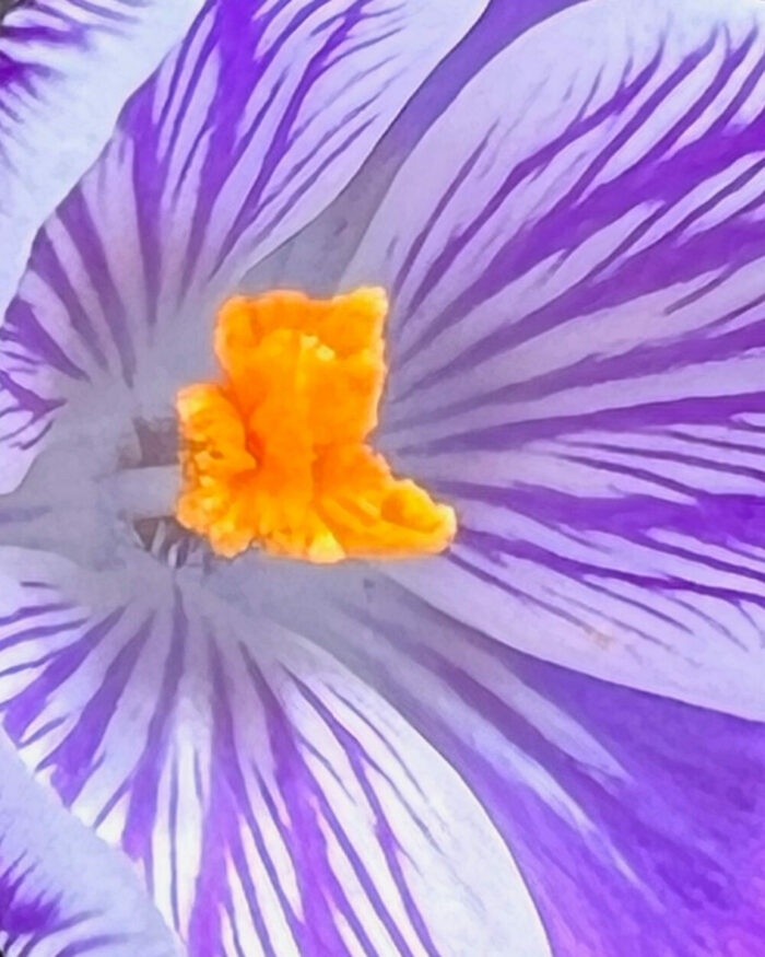 close up of the center of a Crocus flower