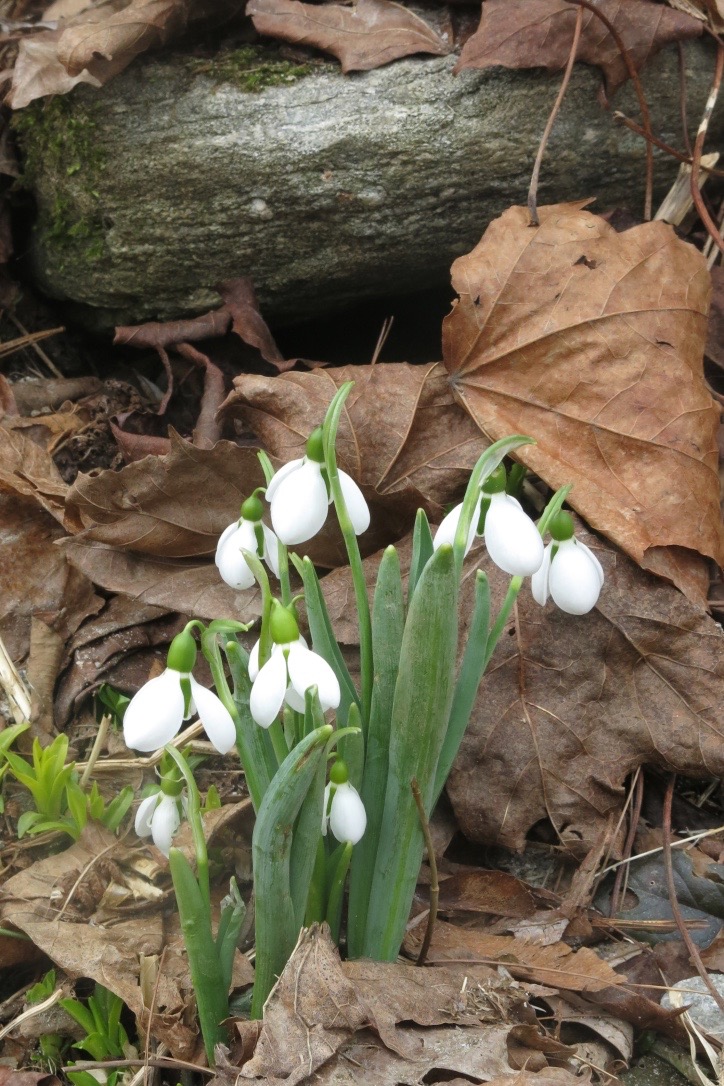 A Tradition of Snowdrops - Fine Gardening