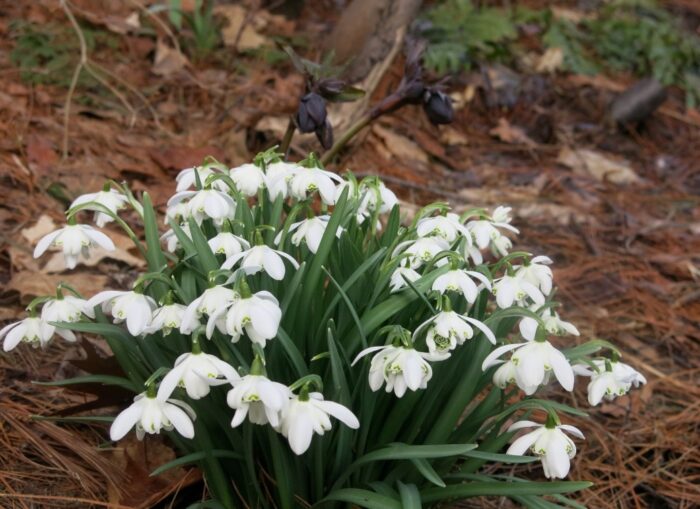 close up of a clump of double snowdrops