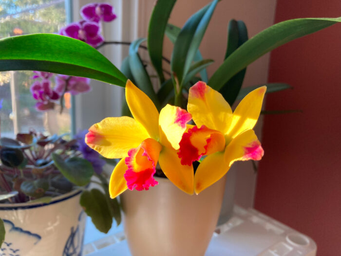 close up of yellow and pink orchid