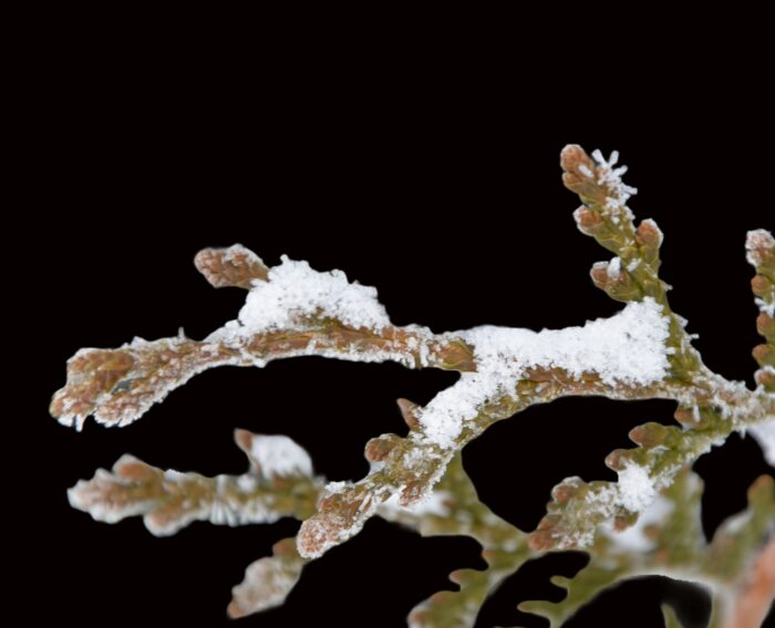 close up of a Thuja branch busted in snow and ice