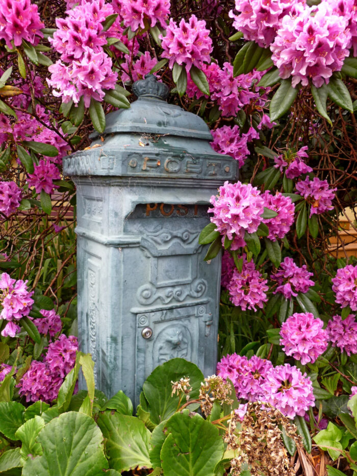vintage post box surrounded by large, bright pink flowers