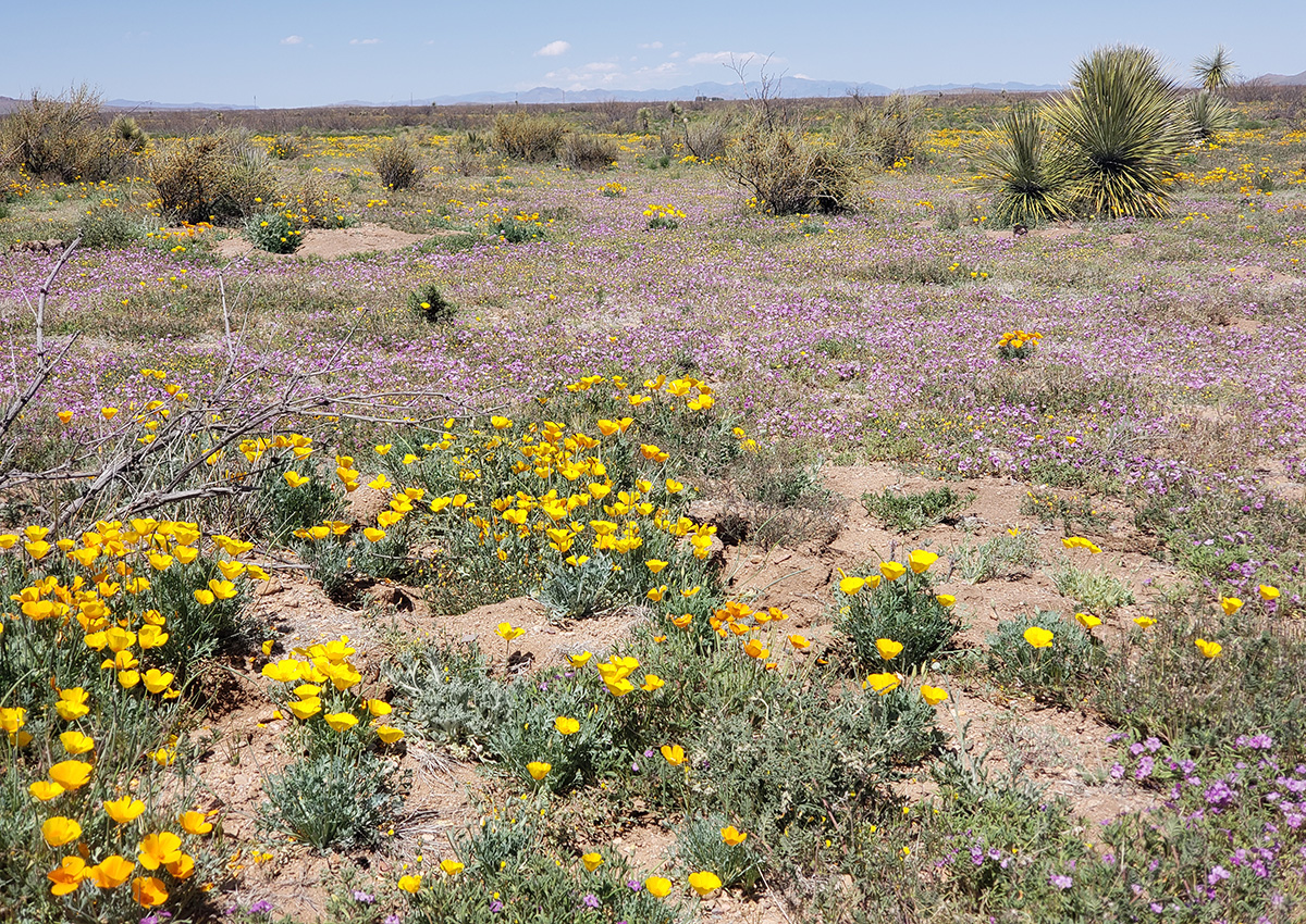 Planting Wildflowers: Top Picks for Fall