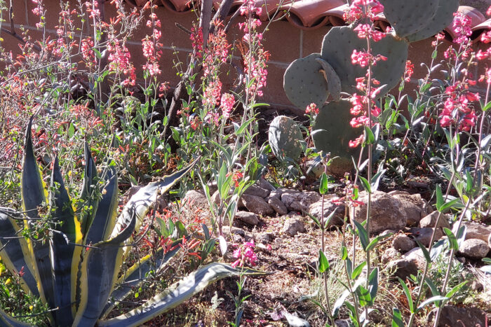 easy-to-grow wildflowers for the Southwest