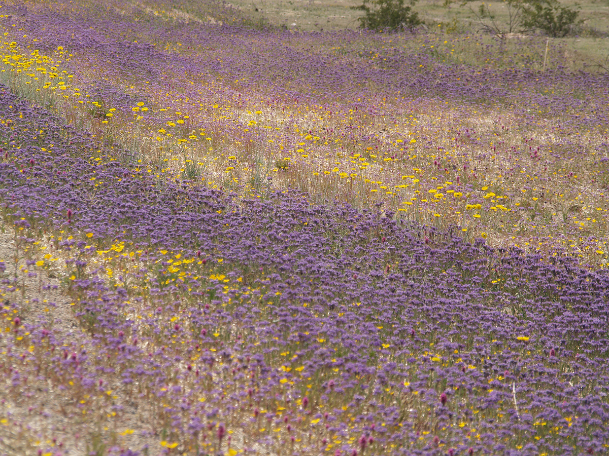 How To Grow Wildflowers From Seed