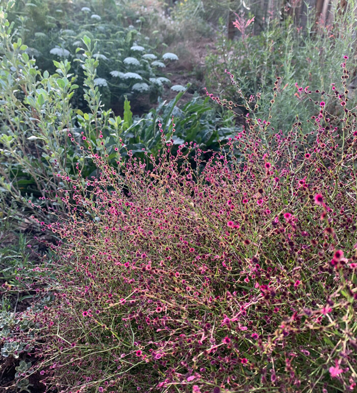 native annuals