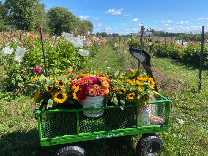 wagon with buckets full of cut flowers