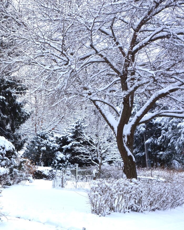 bare tree, conifers, and shrubs covered in snow