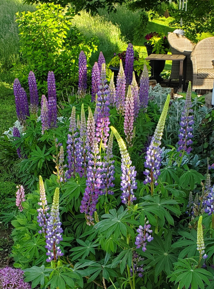 close up of large purple Lupine spires