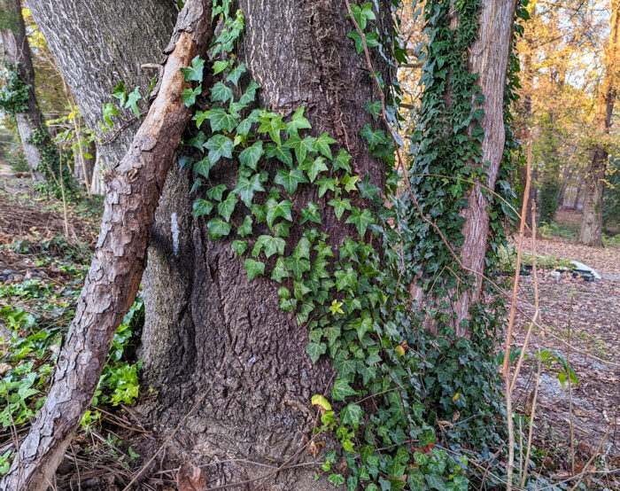 English Ivy climbing up trees