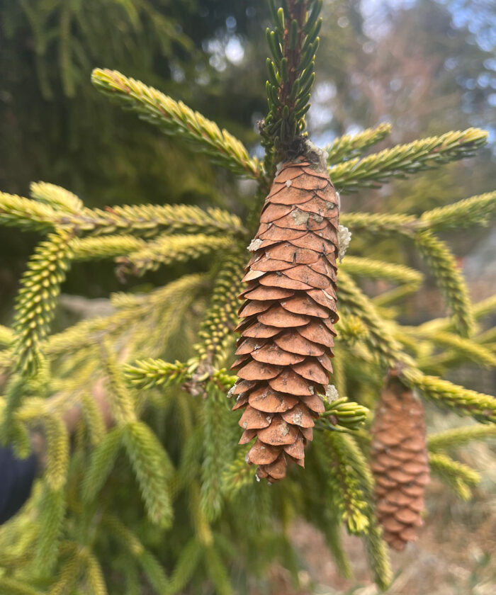 Skylands oriental spruce