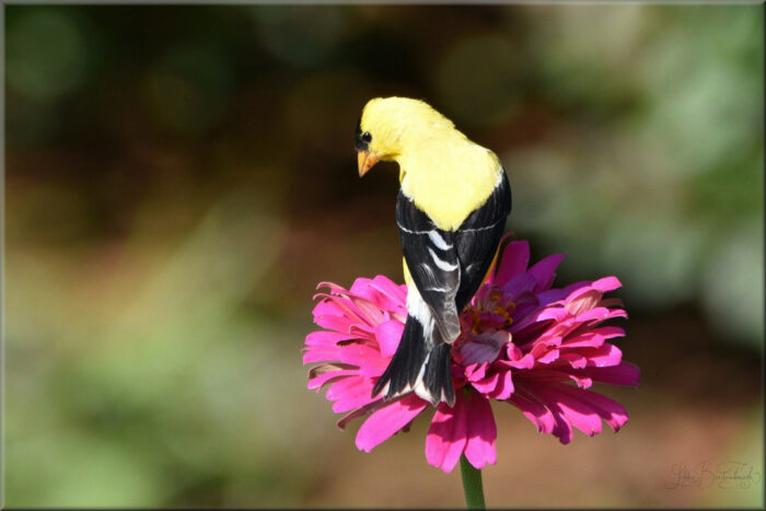 yellow bird on a bright pink zinnia flower