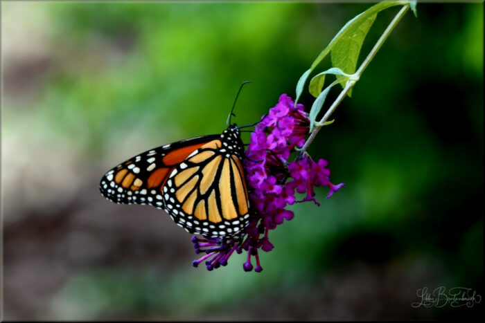 Libby’s Backyard Wildlife Habitat - Fine Gardening