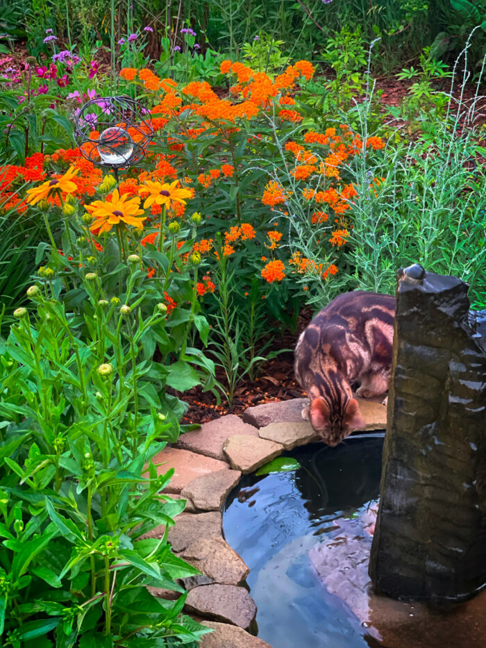 cat sipping water from garden water feature