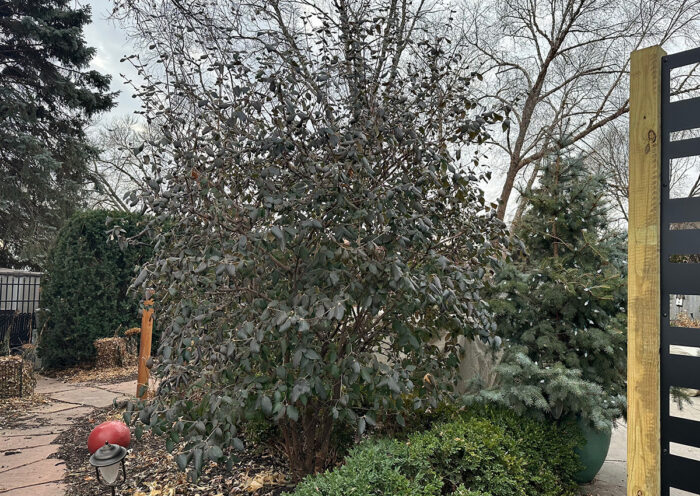 overgrown shrub before pruning