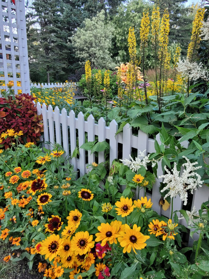 various bright yellow flowers around a white picket fence