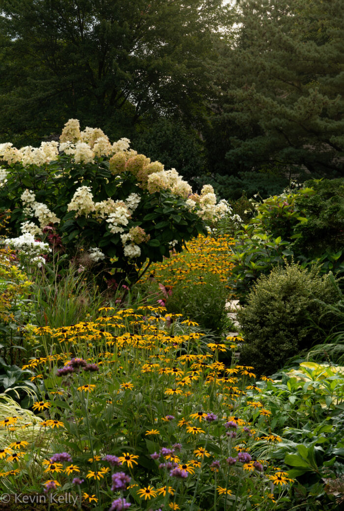 boarder with yellow and purple flowers and a white hydrangea