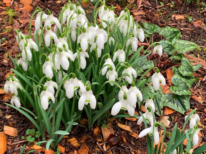 close up of classic Galanthus flowers