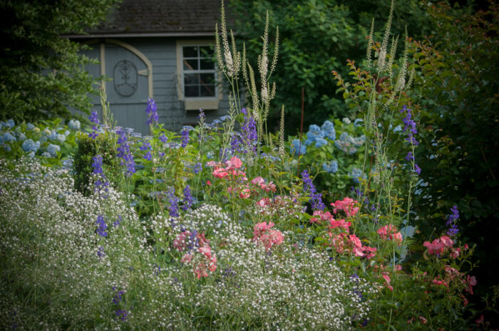 close up of pink, blue, purple, and white flowers in summer