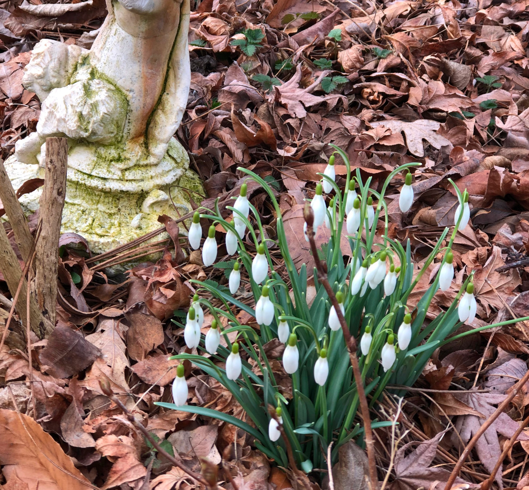 Early Spring in Pennsylvania - FineGardening