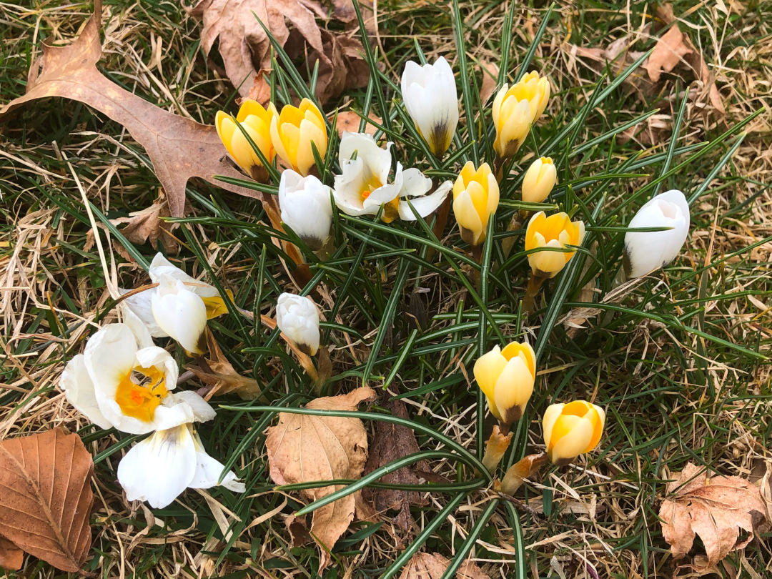 Early Spring in Pennsylvania - FineGardening