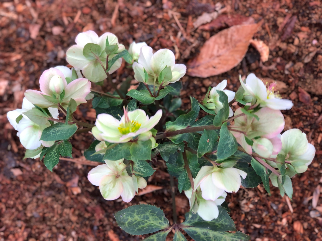 Early Spring in Pennsylvania - FineGardening