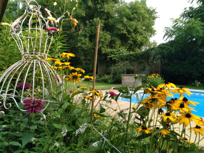 bright yellow flowers with pool in the background